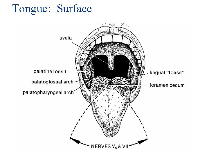 Tongue: Surface 