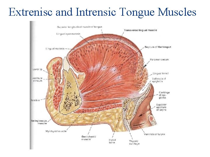 Extrenisc and Intrensic Tongue Muscles 