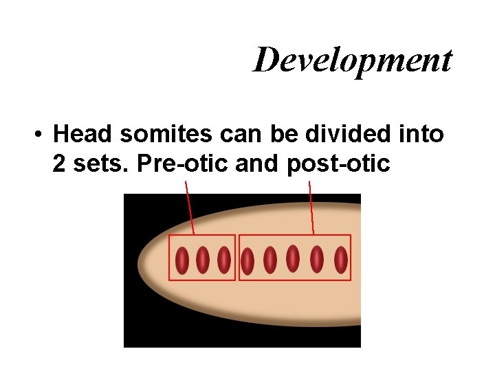 Development • Head somites can be divided into 2 sets. Pre-otic and post-otic 