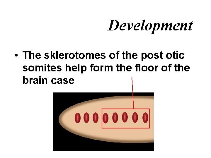 Development • The sklerotomes of the post otic somites help form the floor of