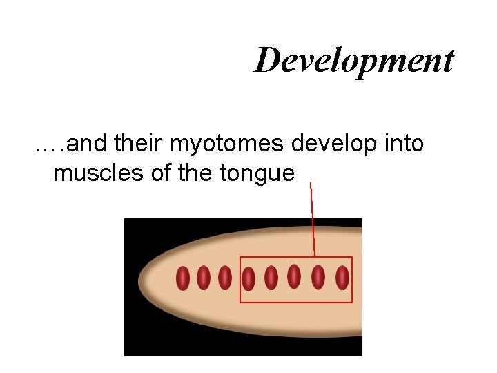 Development …. and their myotomes develop into muscles of the tongue 