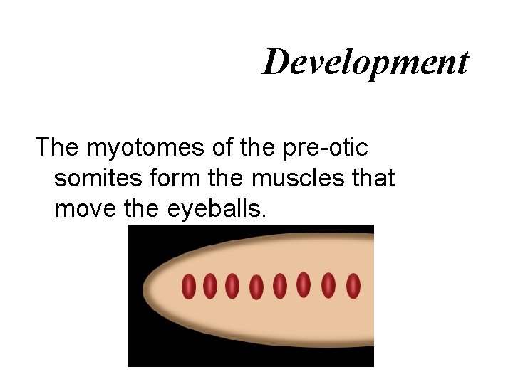 Development The myotomes of the pre-otic somites form the muscles that move the eyeballs.