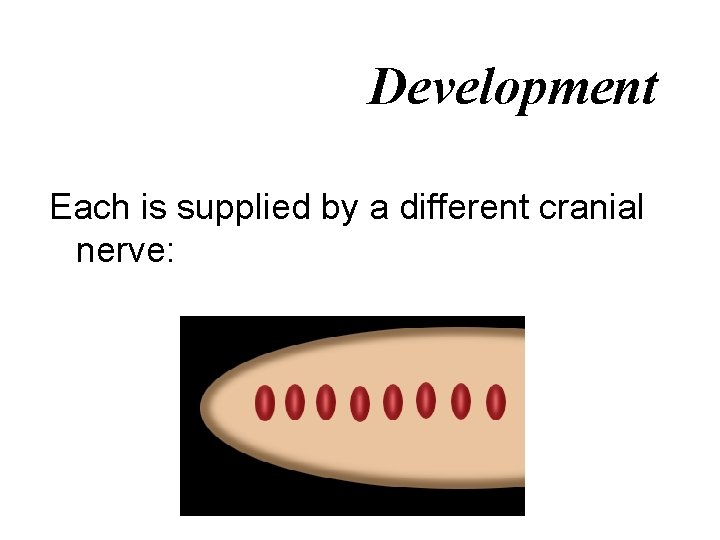 Development Each is supplied by a different cranial nerve: 
