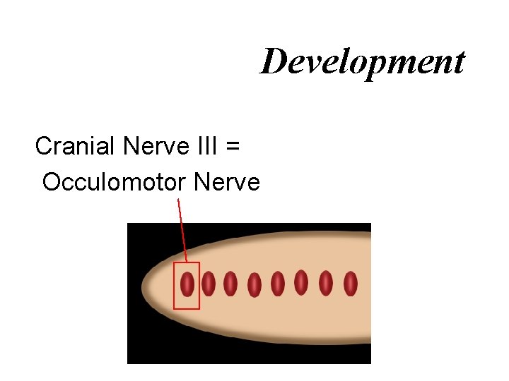 Development Cranial Nerve III = Occulomotor Nerve 