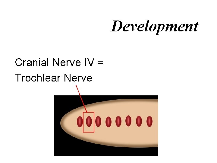 Development Cranial Nerve IV = Trochlear Nerve 