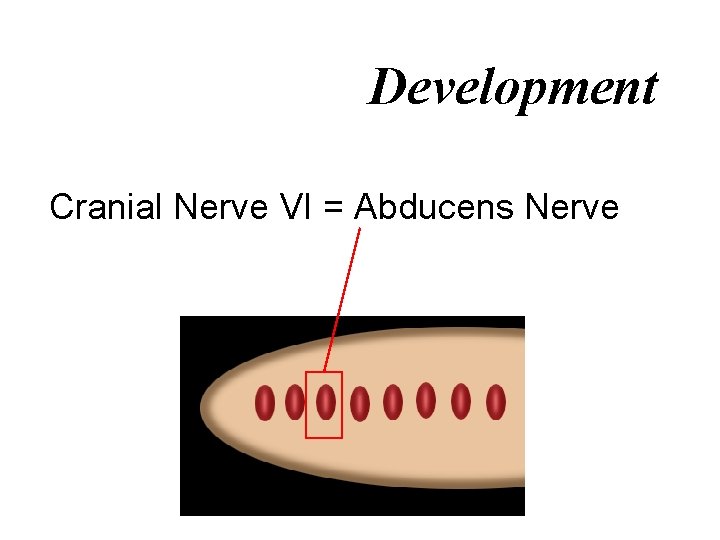 Development Cranial Nerve VI = Abducens Nerve 