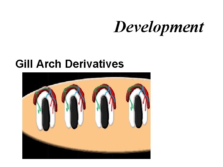 Development Gill Arch Derivatives 