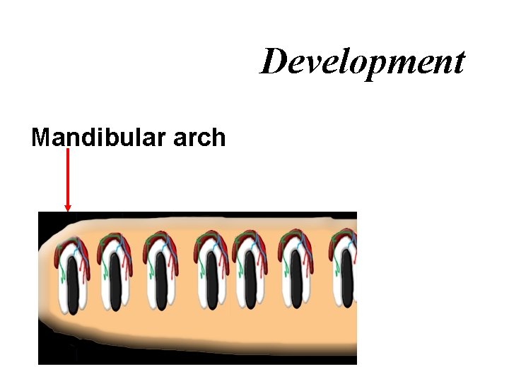 Development Mandibular arch 