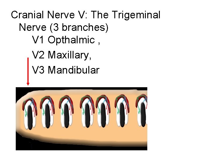 Cranial Nerve V: The Trigeminal Nerve (3 branches) V 1 Opthalmic , V 2