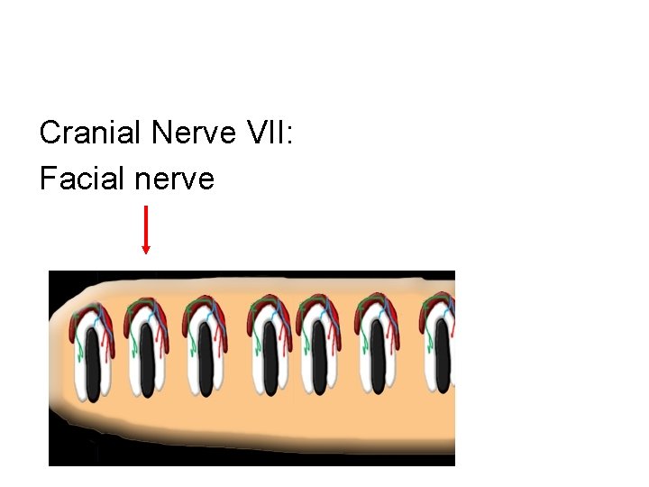 Cranial Nerve VII: Facial nerve 