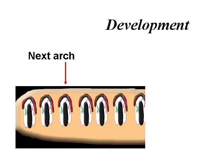 Development Next arch 