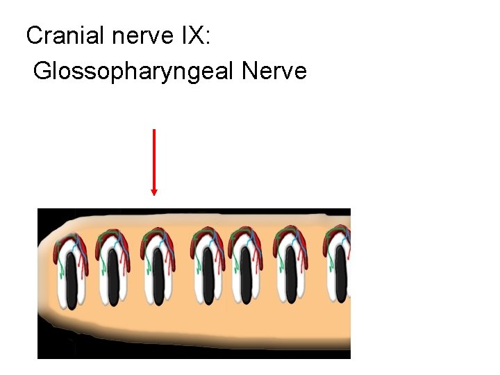 Cranial nerve IX: Glossopharyngeal Nerve 