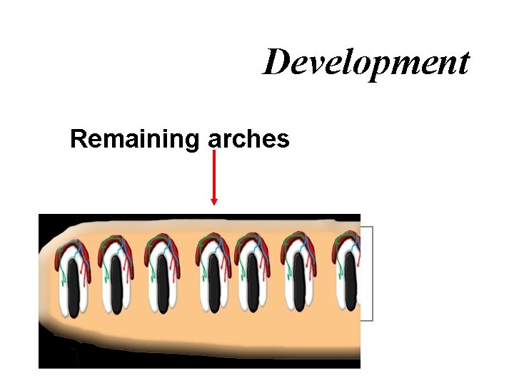 Development Remaining arches 