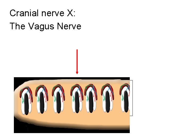 Cranial nerve X: The Vagus Nerve 