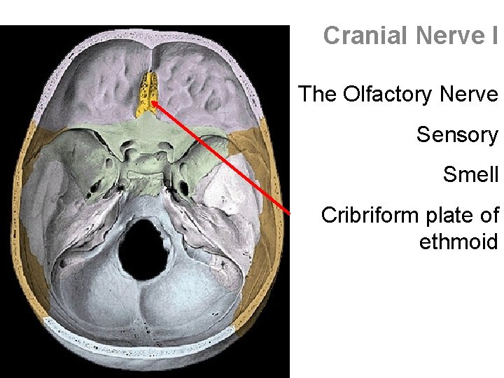 Cranial Nerve I The Olfactory Nerve Sensory Smell Cribriform plate of ethmoid 