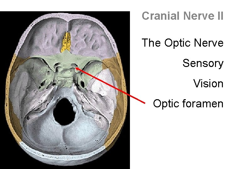 Cranial Nerve II The Optic Nerve Sensory Vision Optic foramen 