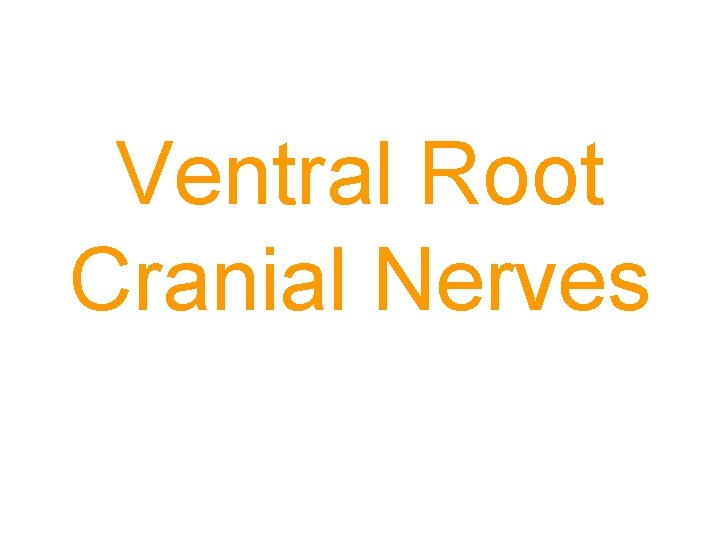 Ventral Root Cranial Nerves 