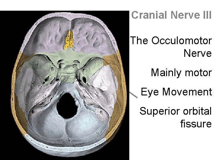 Cranial Nerve III The Occulomotor Nerve Mainly motor Eye Movement Superior orbital fissure 