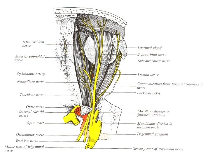 Opthalmic nerve pathways 