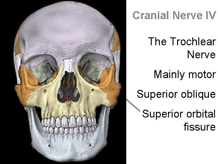 Cranial Nerve IV The Trochlear Nerve Mainly motor Superior oblique Superior orbital fissure 