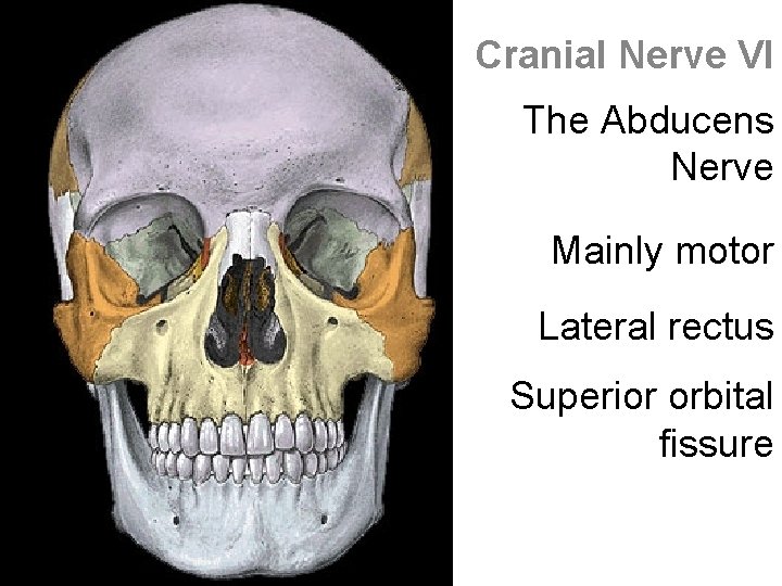 Cranial Nerve VI The Abducens Nerve Mainly motor Lateral rectus Superior orbital fissure 
