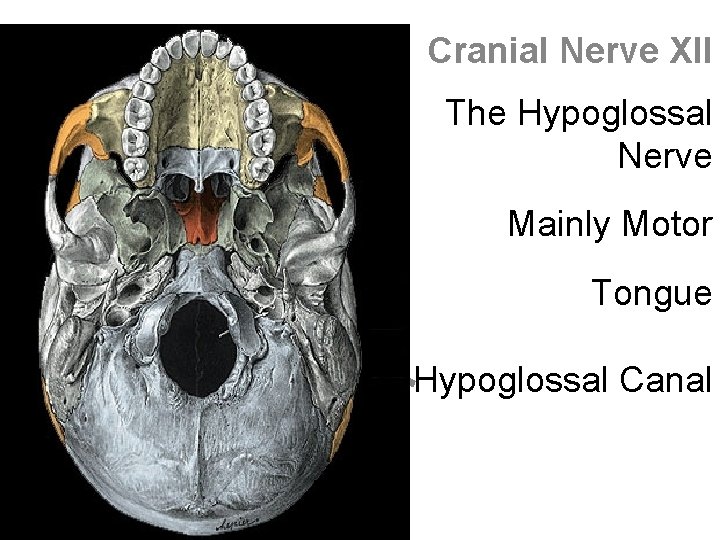 Cranial Nerve XII The Hypoglossal Nerve Mainly Motor Tongue Hypoglossal Canal 