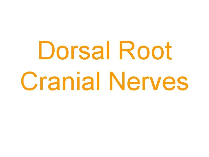 Dorsal Root Cranial Nerves 