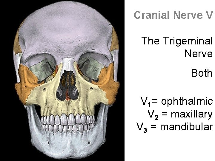 Cranial Nerve V The Trigeminal Nerve Both V 1= ophthalmic V 2 = maxillary