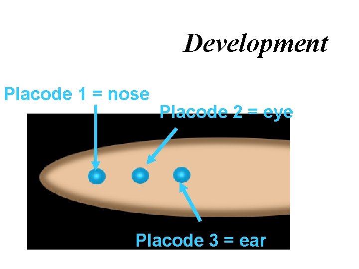 Development Placode 1 = nose Placode 2 = eye Placode 3 = ear 