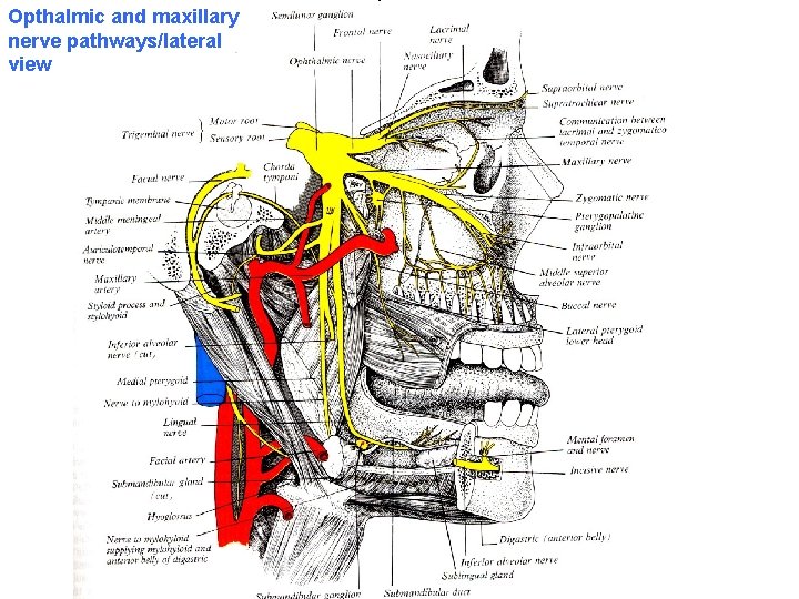 Opthalmic and maxillary nerve pathways/lateral view 