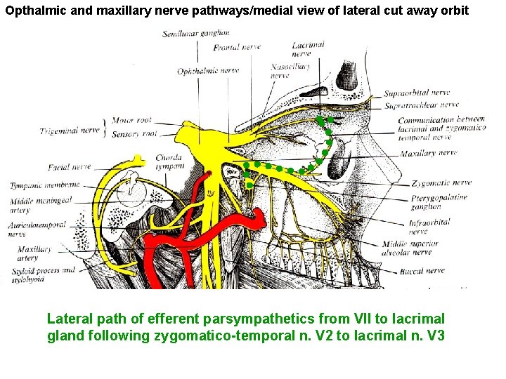 Opthalmic and maxillary nerve pathways/medial view of lateral cut away orbit Lateral path of