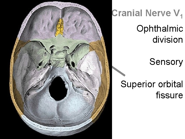 Cranial Nerve V 1 Ophthalmic division Sensory Superior orbital fissure 