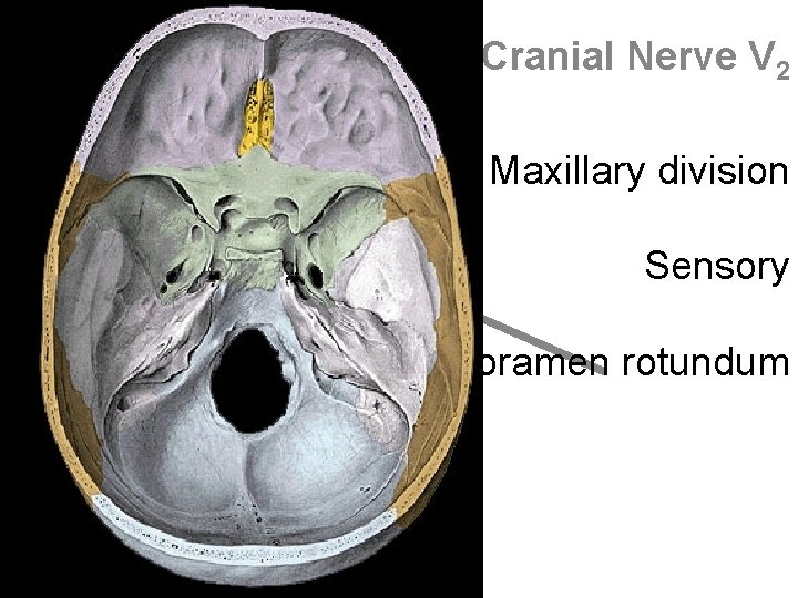 Cranial Nerve V 2 Maxillary division Sensory Foramen rotundum 