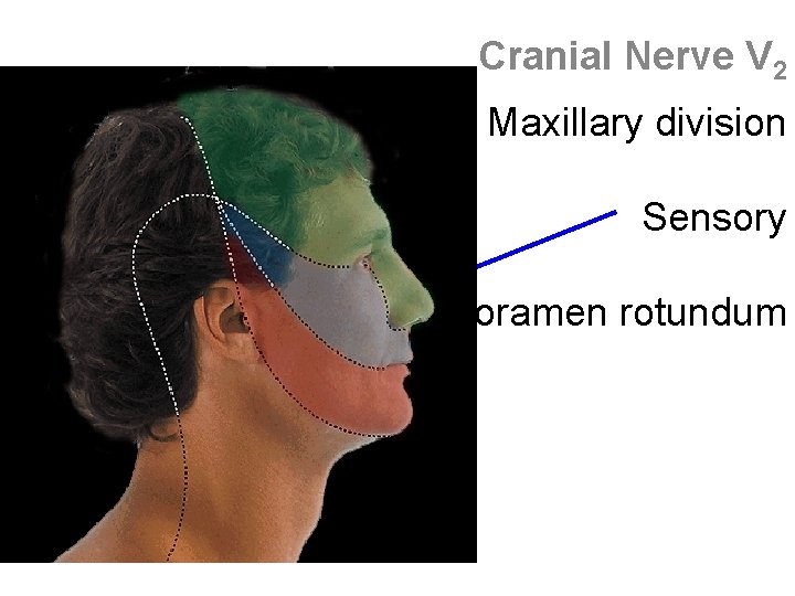 Cranial Nerve V 2 Maxillary division Sensory Foramen rotundum 