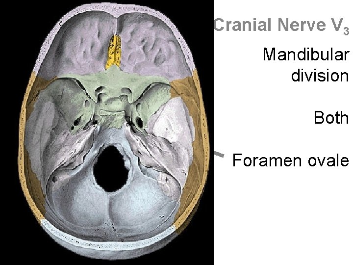 Cranial Nerve V 3 Mandibular division Both Foramen ovale 