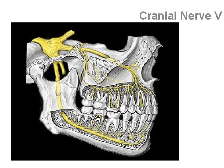 Cranial Nerve V 