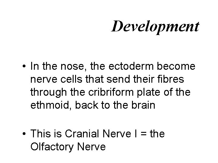 Development • In the nose, the ectoderm become nerve cells that send their fibres