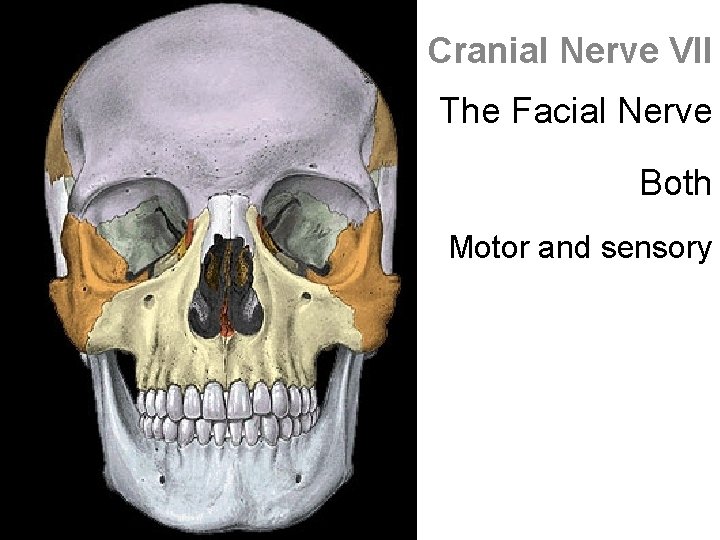 Cranial Nerve VII The Facial Nerve Both Motor and sensory 