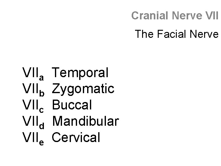 Cranial Nerve VII The Facial Nerve VIIa VIIb VIIc VIId VIIe Temporal Zygomatic Buccal