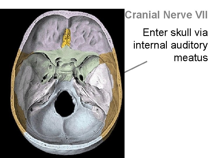 Cranial Nerve VII Enter skull via internal auditory meatus 