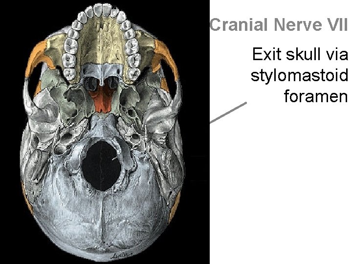 Cranial Nerve VII Exit skull via stylomastoid foramen 