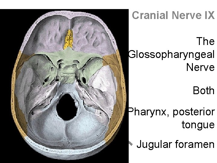 Cranial Nerve IX The Glossopharyngeal Nerve Both Pharynx, posterior tongue Jugular foramen 
