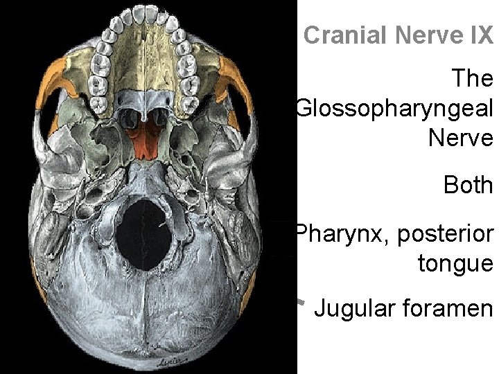 Cranial Nerve IX The Glossopharyngeal Nerve Both Pharynx, posterior tongue Jugular foramen 