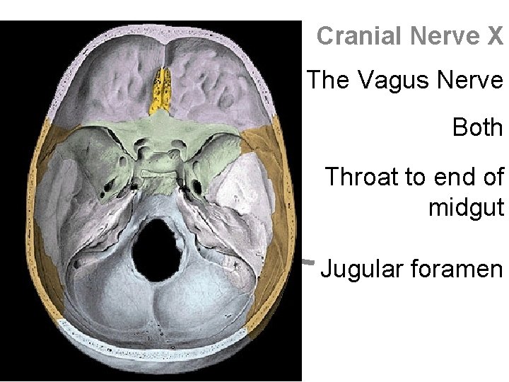 Cranial Nerve X The Vagus Nerve Both Throat to end of midgut Jugular foramen