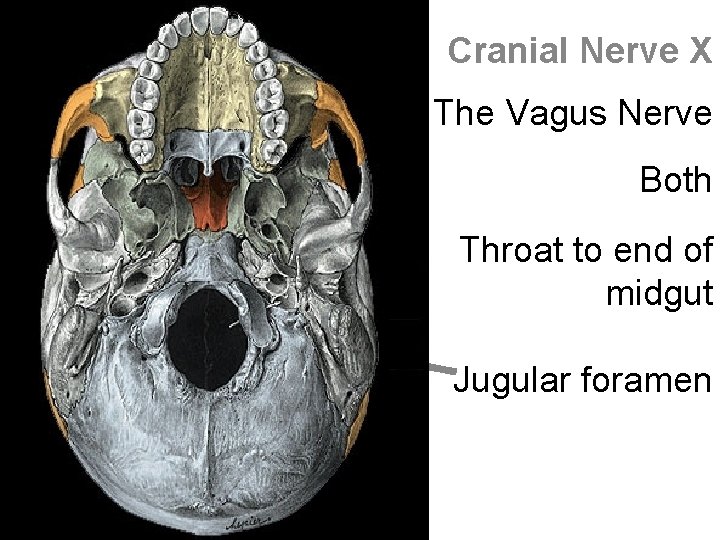 Cranial Nerve X The Vagus Nerve Both Throat to end of midgut Jugular foramen