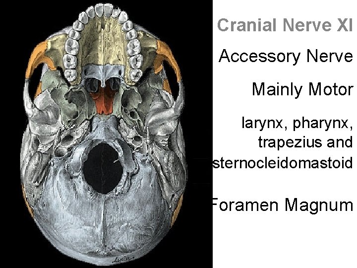 Cranial Nerve XI The Accessory Nerve Mainly Motor larynx, pharynx, trapezius and sternocleidomastoid Foramen