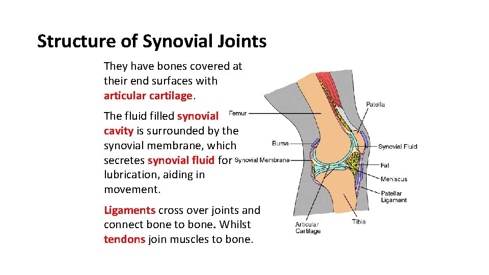 Structure of Synovial Joints They have bones covered at their end surfaces with articular