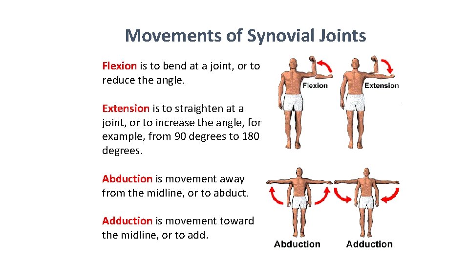 Movements of Synovial Joints Flexion is to bend at a joint, or to reduce