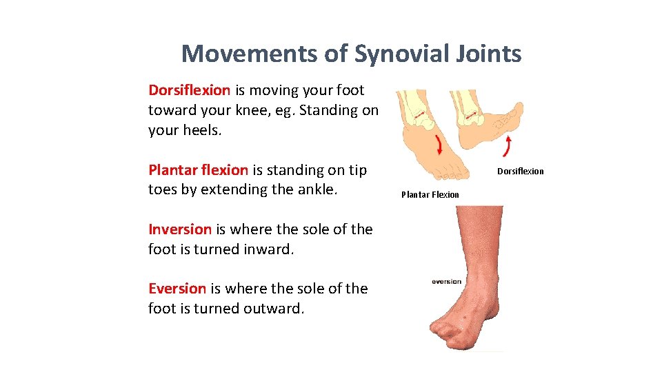 Movements of Synovial Joints Dorsiflexion is moving your foot toward your knee, eg. Standing