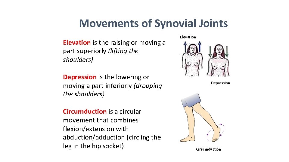 Movements of Synovial Joints Elevation is the raising or moving a part superiorly (lifting
